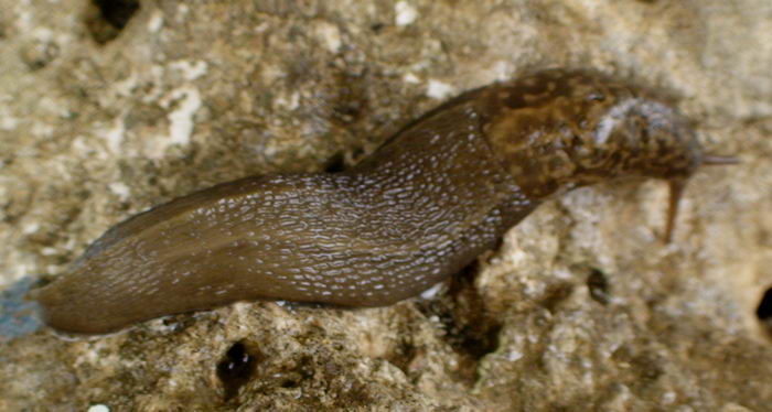 Variazioni di colore in Limax sp da Cassino